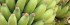 Agricultores no Pará recebem 100 mil mudas de banana