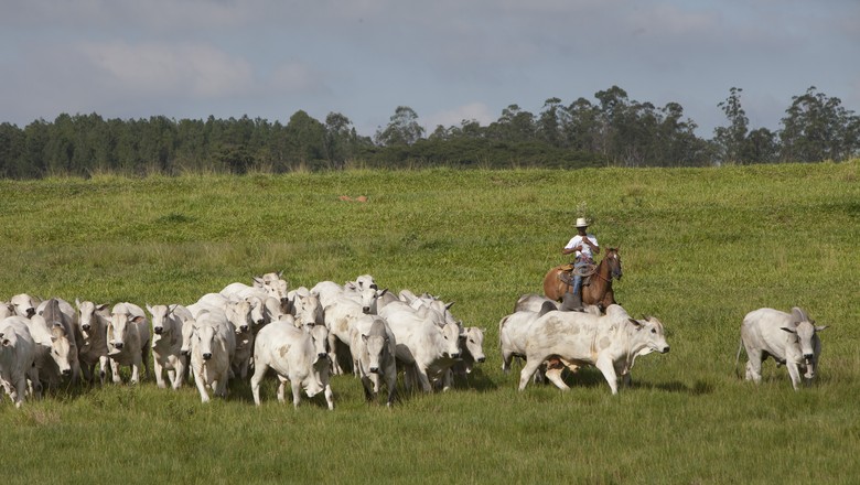 MT: Abate de bovinos cresceu 6,6% em janeiro