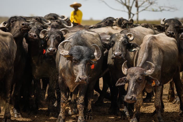 Diplomatas conhecem fazenda de búfalos premiada por melhor queijo do Brasil