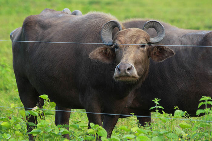 Parceria entre Brasil e Índia garantirá importação de sêmen de búfalos para a Embrapa