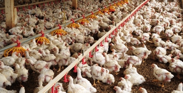 Desempenho do frango (vivo e abatido) na 15ª semana de 2019