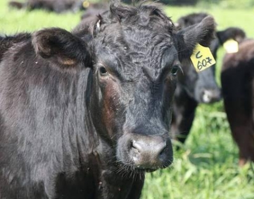 Com quilo da carne por até R$ 500, rebanho de boi japonês cresce no país