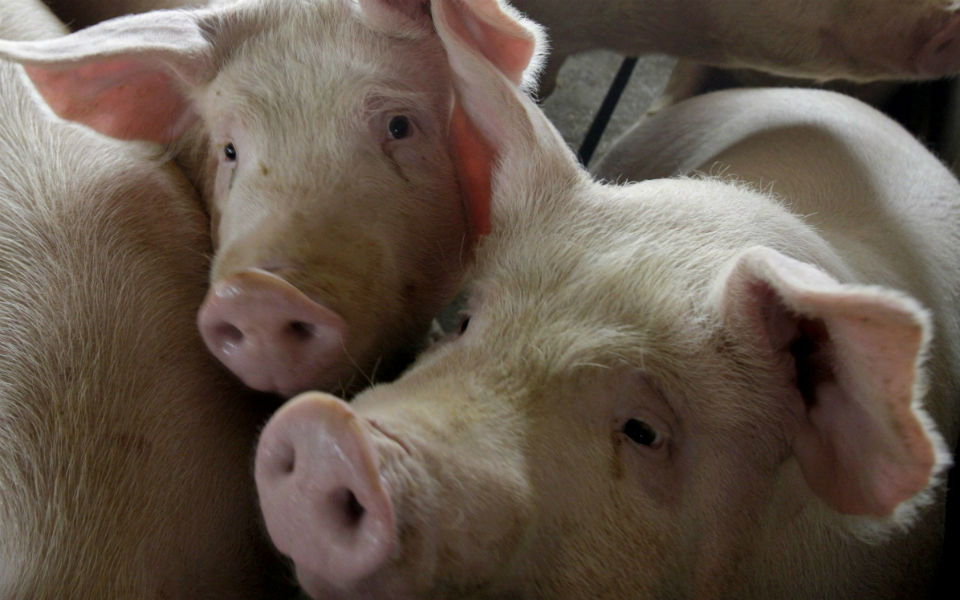 Brasil recebe autorização para exportar gordura de porco para China