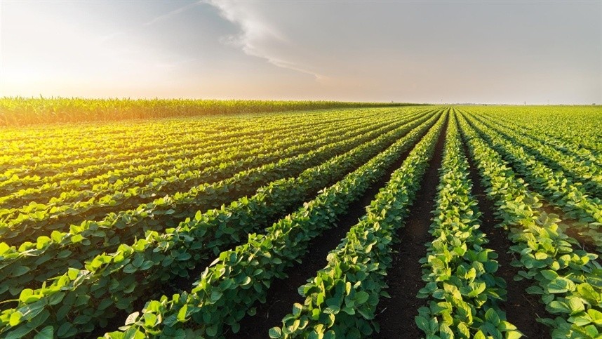 Soja: Há chance de alta no curto prazo?