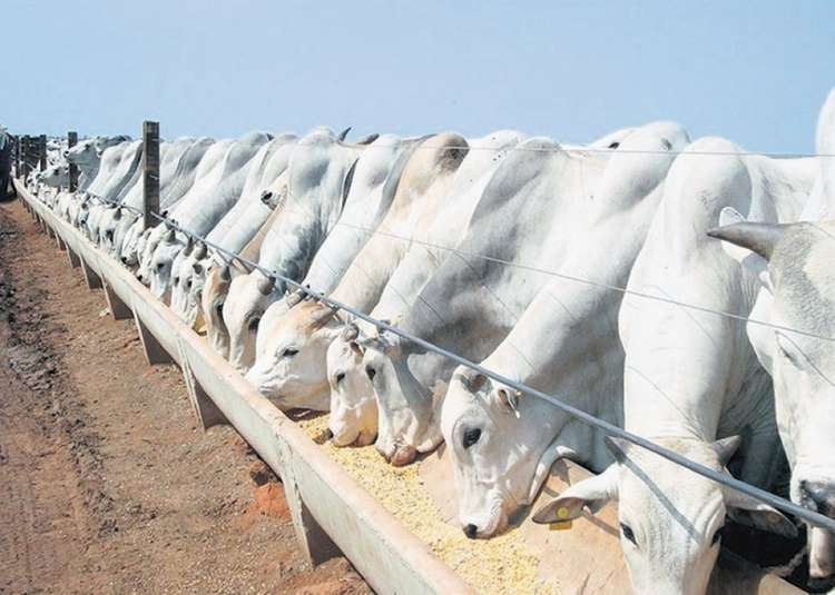 Valor da Produção Agropecuária do Brasil é projetado em R$ 602,8 bilhões, alta de 1,1%