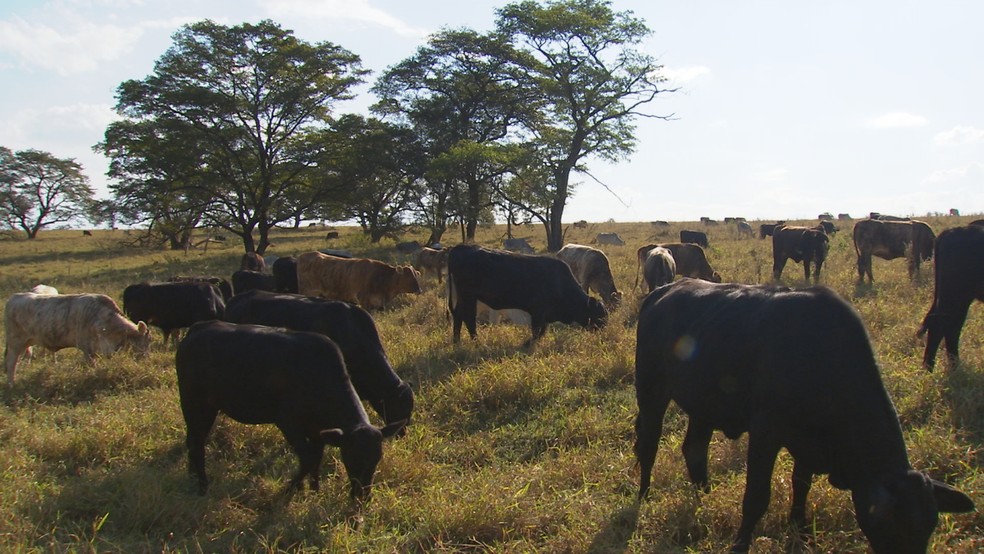 Exportações de carne bovina atravessam bom momento