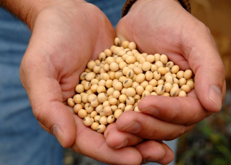 Sementes de alta qualidade aumentam produção de soja entre 10% e 15%