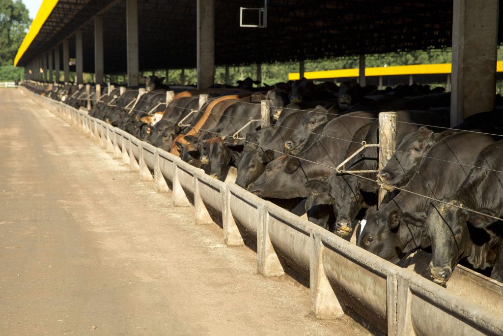 Vendas de sêmen bovino crescem 19,1% no primeiro semestre de 2019