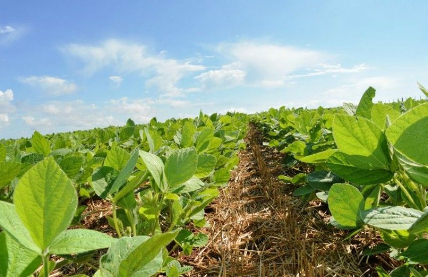Preço da soja dá forte salto no Brasil