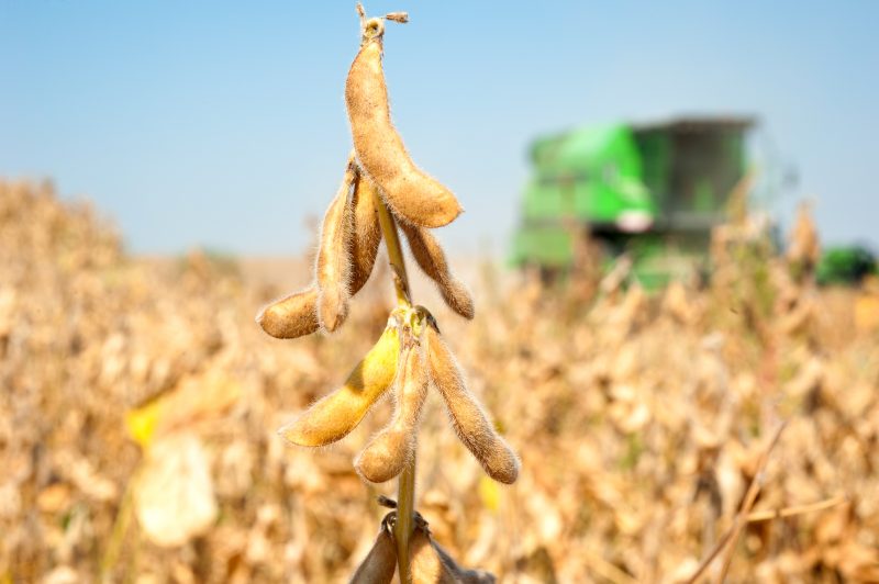 Soja: desvalorização internacional e queda do dólar pressionam valores no BR