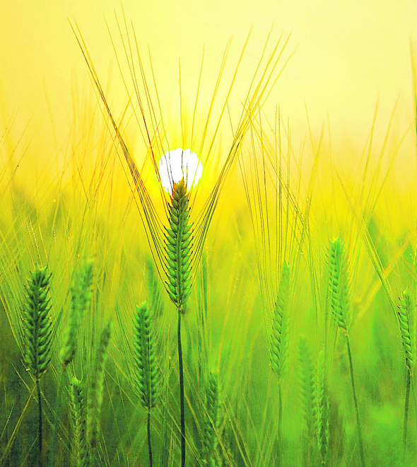 Agro com uma cara bem brasileira