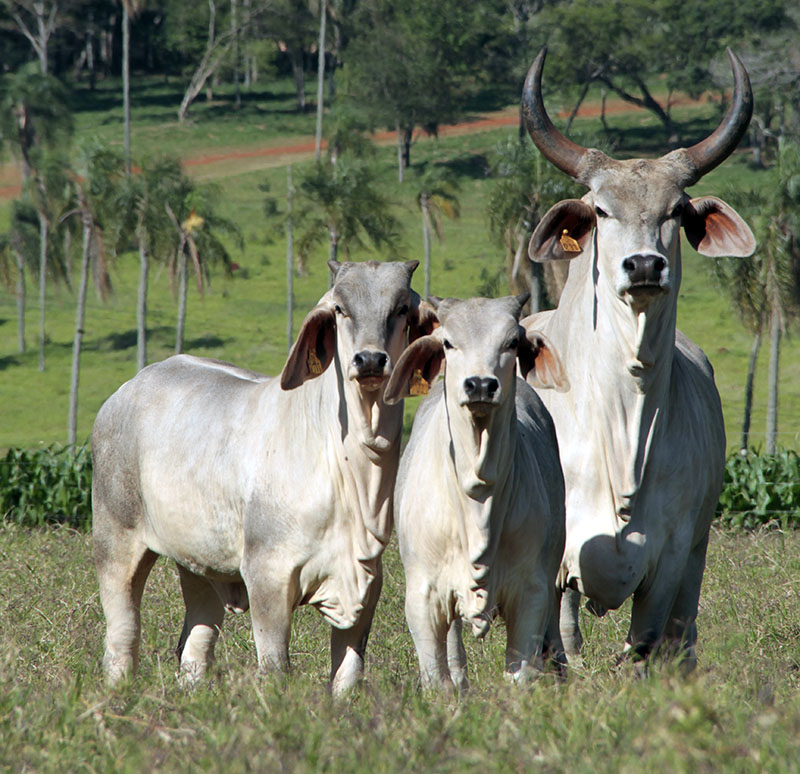 Raça Guzerá  dobrou sua participação no Teste Desempenho de Touros Jovens de 2020/2021 – Embrapa/AGCZ