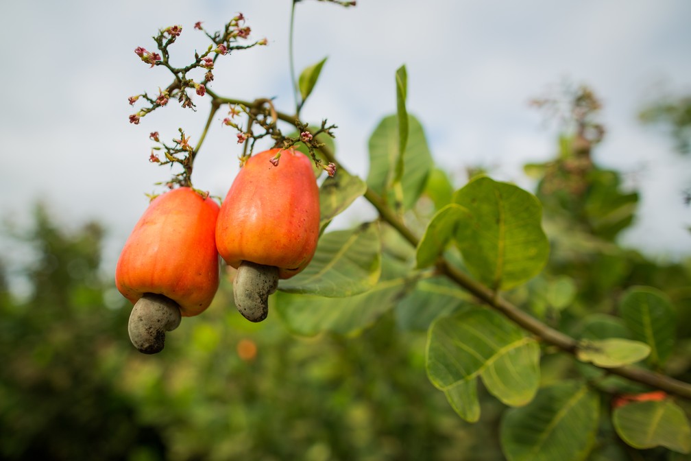 De onde vem o que eu como: caju pode virar até ‘queijo’, mas não é fruta