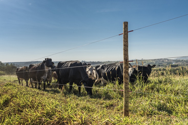 A importância da voltagem correta para cerca elétrica de piquetes