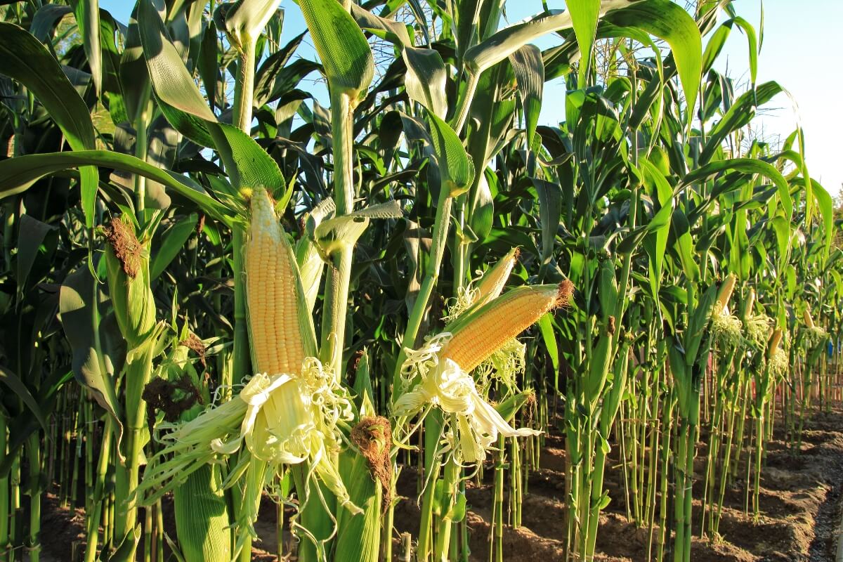 Produtores esperam colher até 140 sacas de milho por hectare, no Pará