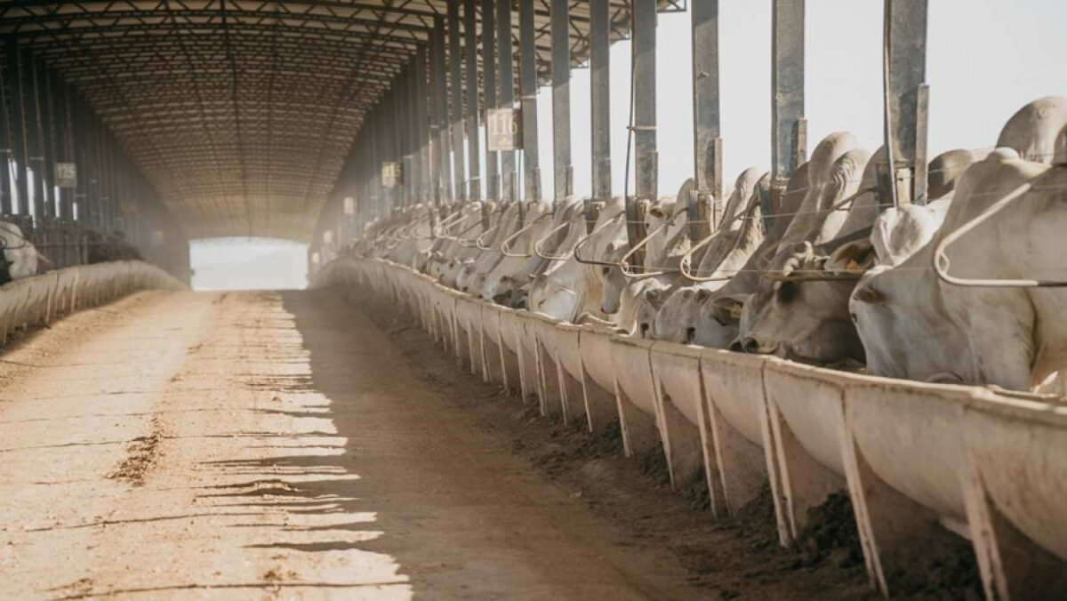 PA: Confina Brasil comprova cuidado com bem-estar animal e uso de tecnologias