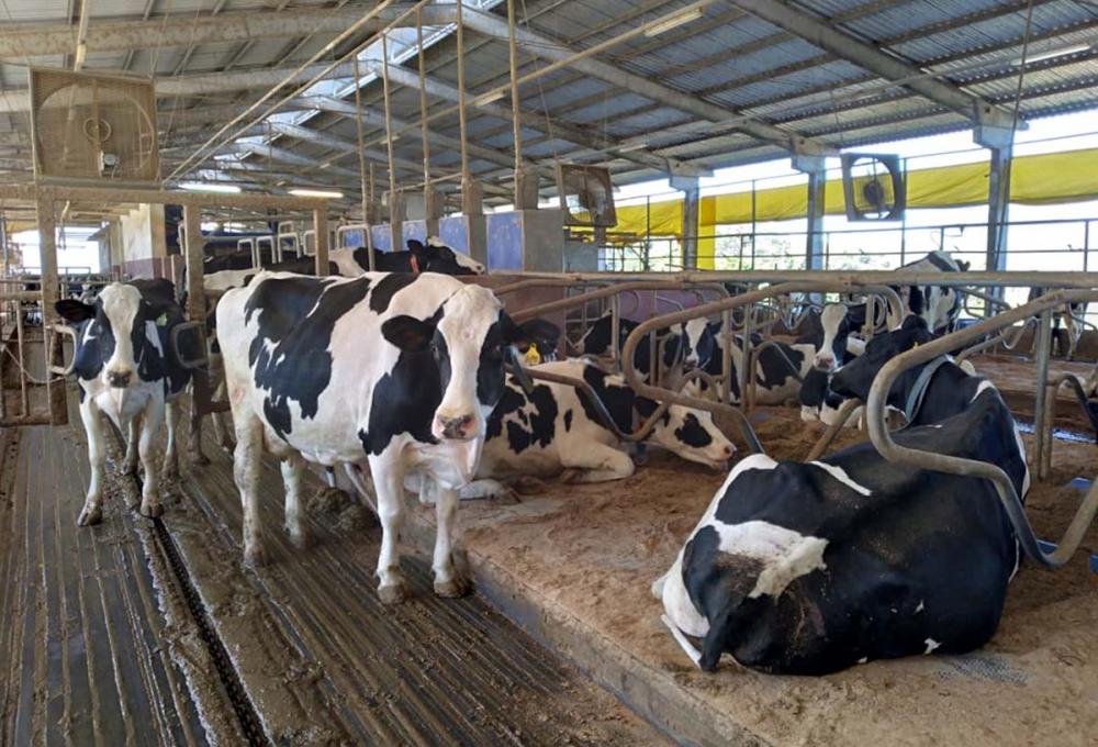 Planejamento na alimentação auxilia mitigação dos efeitos da seca na produção de leite