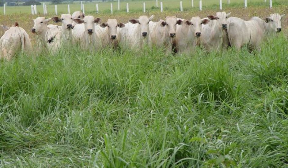 Janela para o plantio de pastagem se fecha em fevereiro