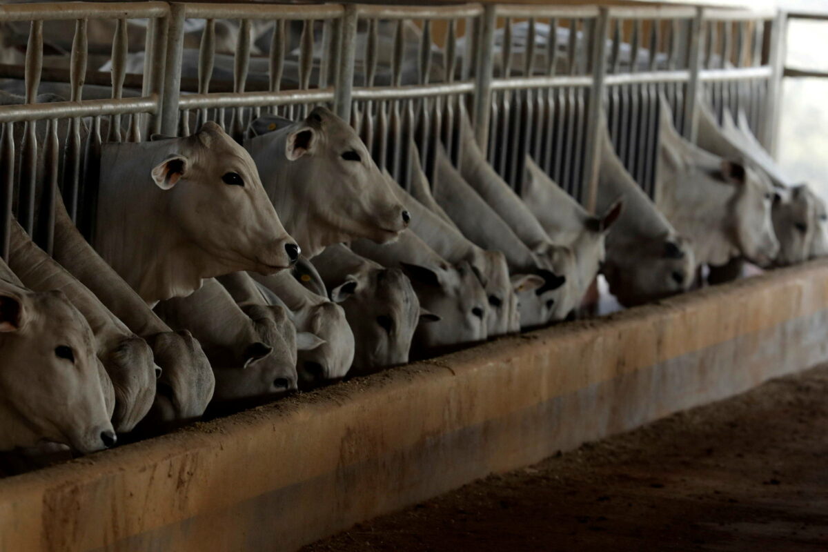 Confinamento bovino deve ter alta em 2022 apesar de custo maior com milho, diz DSM