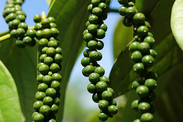 Pará tem novas áreas de pimenta-do-reino com gliricídia
