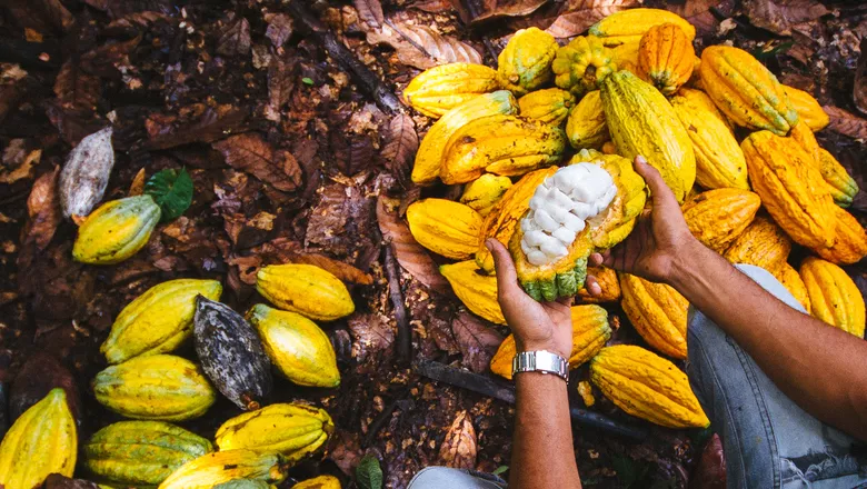 Cooperativa em São Félix do Xingu comemora certificação por boas práticas na produção de cacau