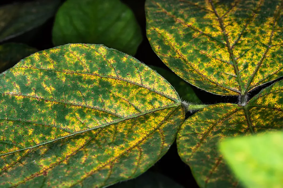 Genoma da ferrugem-asiática da soja direciona novas estratégias de manejo