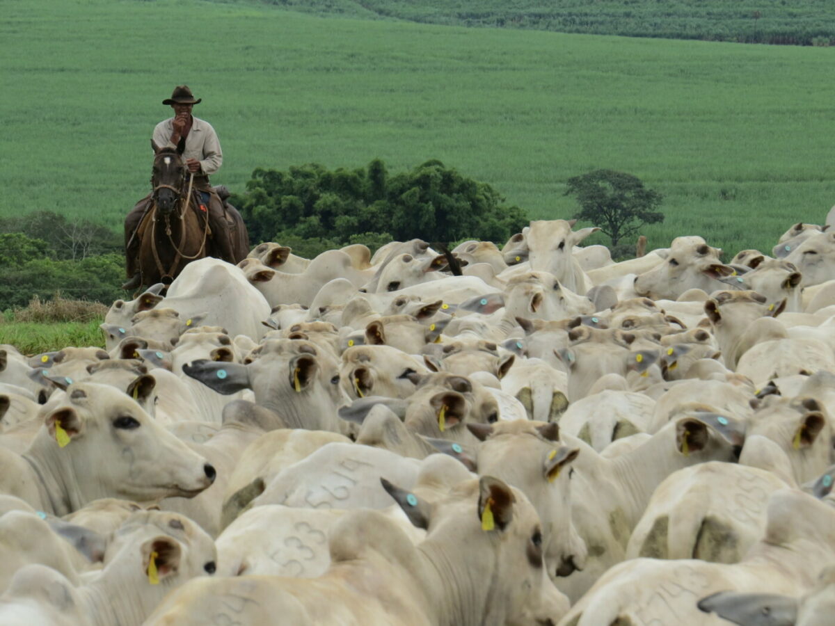 Dia do Pecuarista: As mãos que transformam o campo