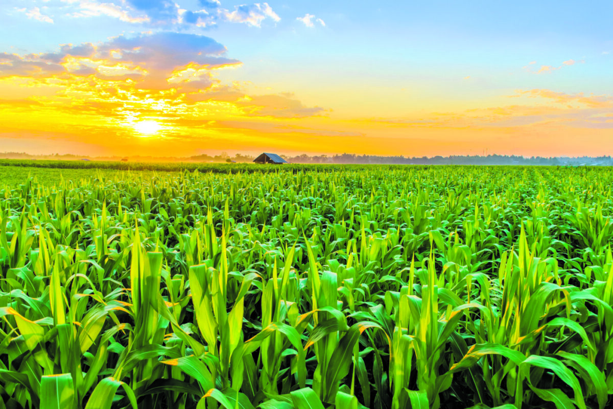Congresso Brasileiro do Agronegócio apontará perspectivas para o setor nos próximos quatro anos