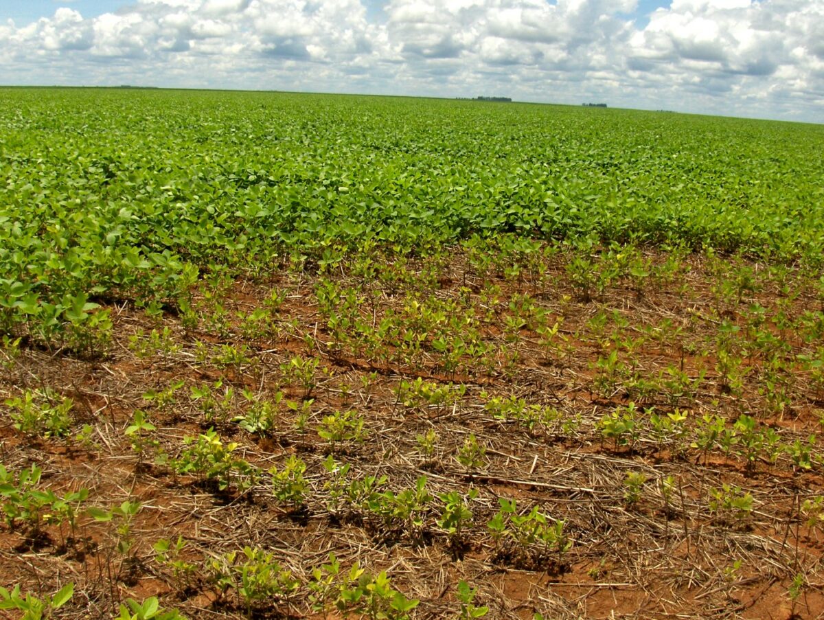 Nematoides causam perdas de mais de 50%
