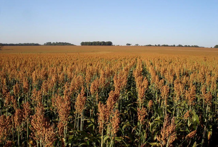 Produção de sorgo dobrou nos últimos quatro anos e área cultivada deve subir 100% nos próximos quatro