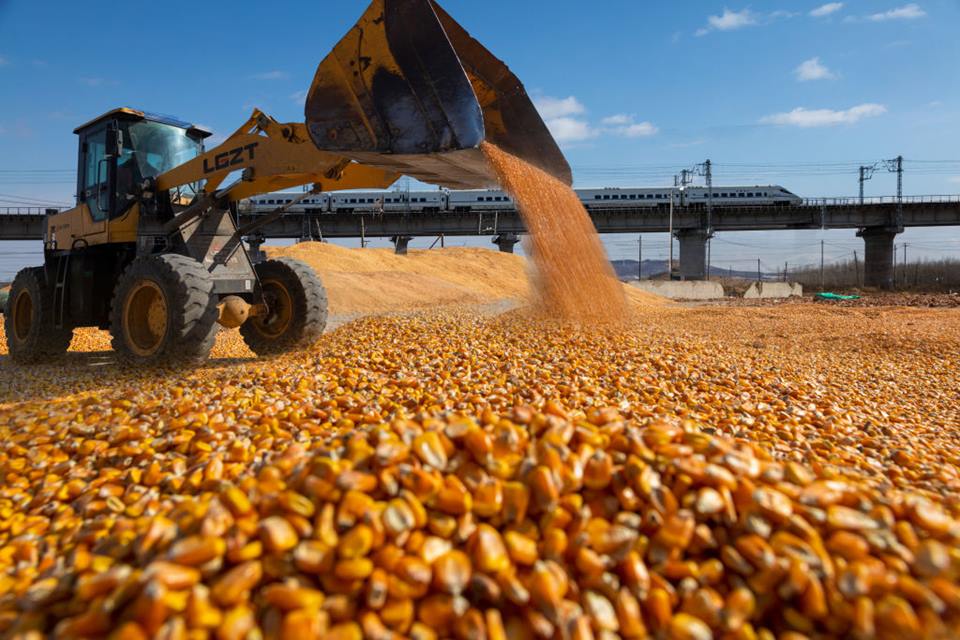 Exportações de Milho do Brasil Enfrentam Lentidão no Início de Outubro