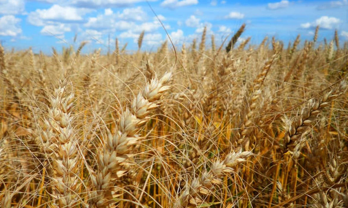 Brasil elabora documento com projeções para o agronegócio com países do Mercosul