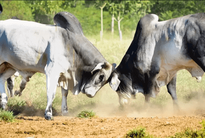 Os maiores erros que impedem Pecuaristas de Ganhar Dinheiro