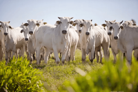 Como Ganhar Dinheiro na Pecuária: Dicas para Alavancar Sua Produção