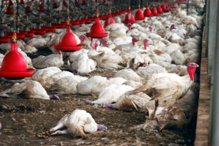 Gripe Aviária no RS: Exportações de Frango São Suspensas Após Surto em Granja