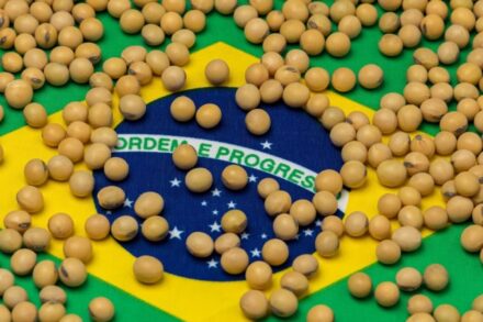 Área de soja no Brasil cresce para 49,1 milhões de hectares
