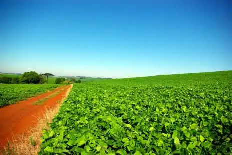 Seminário debaterá o papel do Brasil no mercado mundial de soja