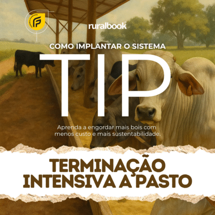 Como implantar a TIP – Terminação Intensiva a Pasto