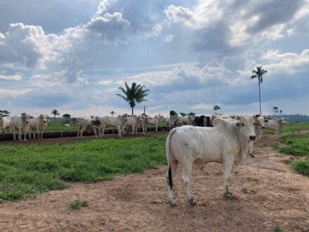 TIP e semi-confinamento ganham força com custo da arroba