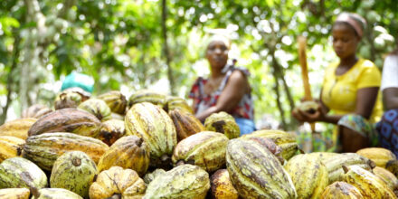 Governo suspende cacau da Costa do Marfim
