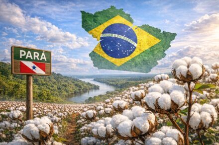 Agora é oficial – Plantio de algodão transgênico é liberado no Pará