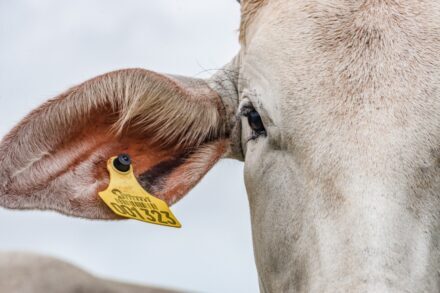 IDH amplia rastreabilidade bovina no Brasil