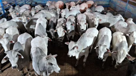 Confinamento impulsiona produtividade e fortalece a pecuária de corte em Rondon do Pará