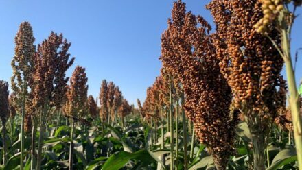Sorgo safrinha ganha espaço no campo, mas acertar a umidade na colheita continua sendo decisivo