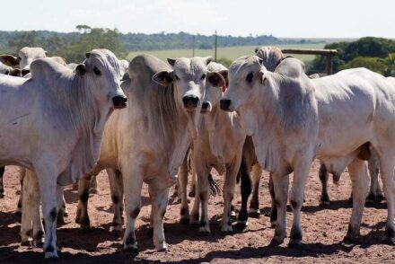Veto da União Europeia à carne brasileira pode impactar o Pará mesmo sem exportações diretas