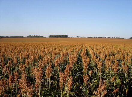 Sorgo avança 20% no Brasil e ganha força com mercado chinês