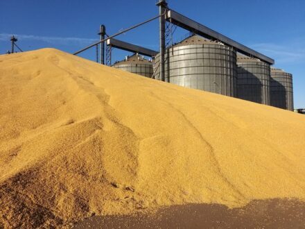 Safra cresce, mas faltam silos: déficit ameaça milho no Brasil
